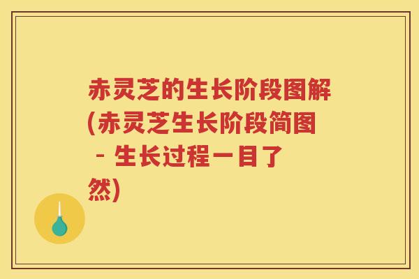 赤灵芝的生长阶段图解(赤灵芝生长阶段简图 - 生长过程一目了然)