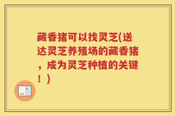 藏香猪可以找灵芝(送达灵芝养殖场的藏香猪，成为灵芝种植的关键！)