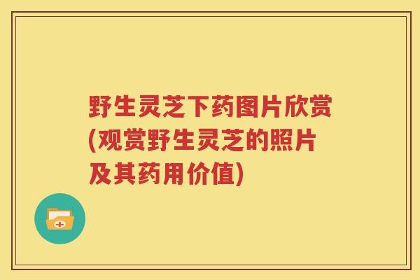 野生灵芝下药图片欣赏(观赏野生灵芝的照片及其药用价值)