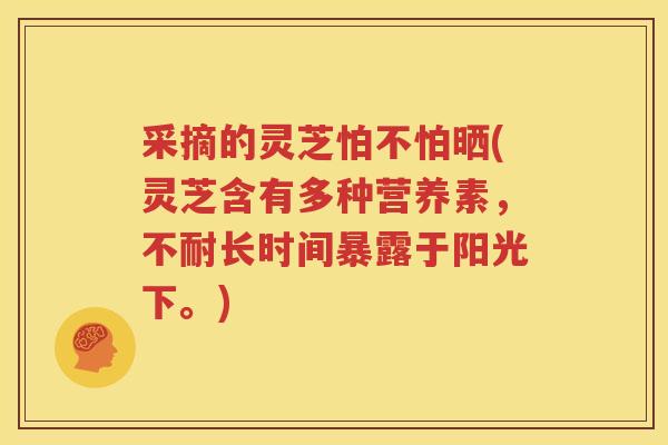 采摘的灵芝怕不怕晒(灵芝含有多种营养素，不耐长时间暴露于阳光下。)