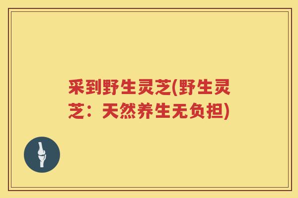 采到野生灵芝(野生灵芝：天然养生无负担)