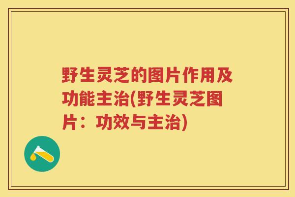 野生灵芝的图片作用及功能主(野生灵芝图片:功效与主) 野生灵芝的图片作用及功能主(野生灵芝图片:功效与主)