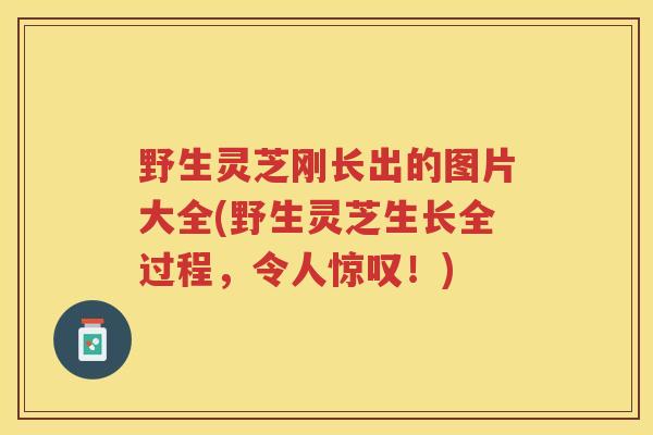 野生灵芝刚长出的图片大全(野生灵芝生长全过程,令人惊叹!) 野生灵芝刚长出的图片大全(野生灵芝生长全过程,令人惊叹!)