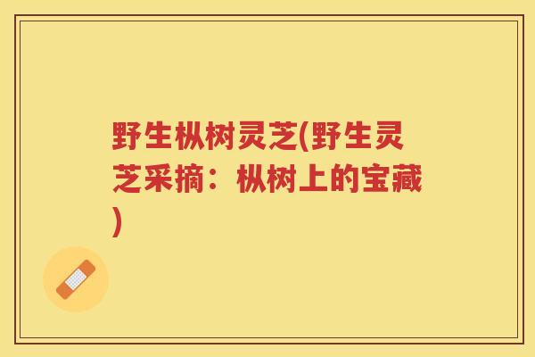 野生枞树灵芝(野生灵芝采摘：枞树上的宝藏)