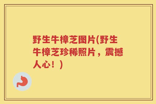 野生牛樟芝图片(野生牛樟芝珍稀照片，震撼人心！)