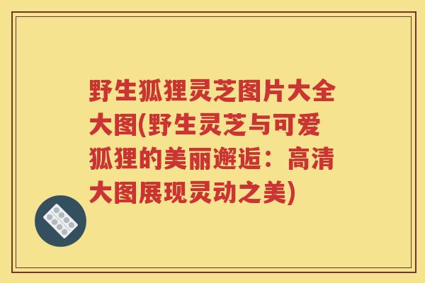 野生狐狸灵芝图片大全大图(野生灵芝与可爱狐狸的美丽邂逅：高清大图展现灵动之美)