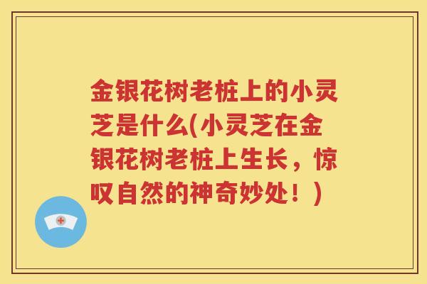 金银花树老桩上的小灵芝是什么(小灵芝在金银花树老桩上生长，惊叹自然的神奇妙处！)