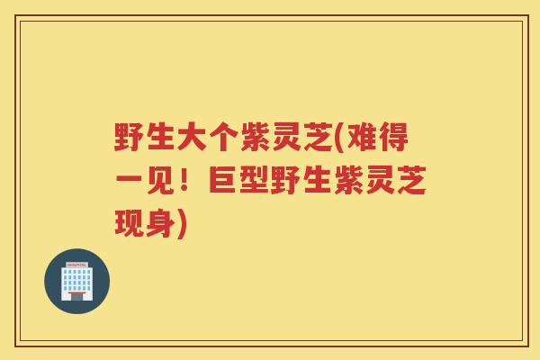 野生大个紫灵芝(难得一见！巨型野生紫灵芝现身)