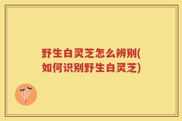 野生白灵芝怎么辨别(如何识别野生白灵芝) 野生白灵芝怎么辨别(如何识别野生白灵芝)