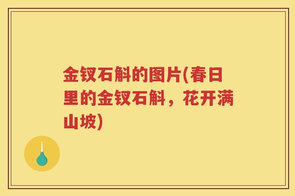 金钗石斛的图片(春日里的金钗石斛,花开满山坡) 金钗石斛的图片(春日里的金钗石斛,花开满山坡)