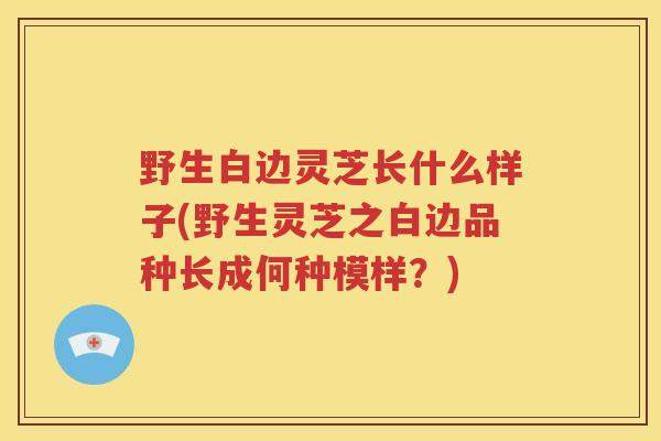 野生白边灵芝长什么样子(野生灵芝之白边品种长成何种模样？)