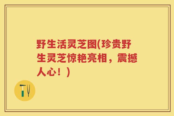 野生活灵芝图(珍贵野生灵芝惊艳亮相，震撼人心！)