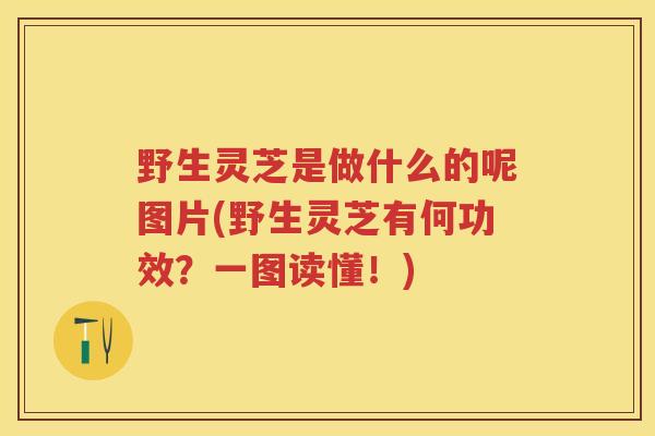 野生灵芝是做什么的呢图片(野生灵芝有何功效？一图读懂！)