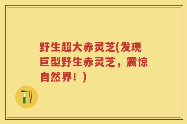野生超大赤灵芝(发现巨型野生赤灵芝，震惊自然界！)