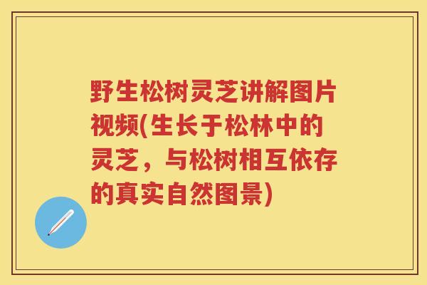 野生松树灵芝讲解图片视频(生长于松林中的灵芝，与松树相互依存的真实自然图景)