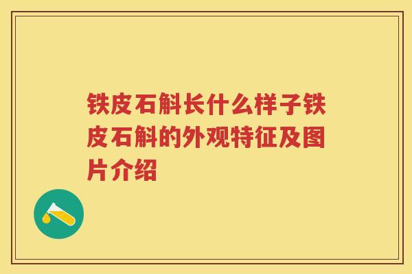 铁皮石斛长什么样子铁皮石斛的外观特征及图片介绍