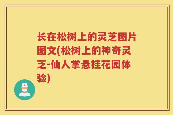 长在松树上的灵芝图片图文(松树上的神奇灵芝-仙人掌悬挂花园体验)