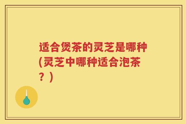 适合煲茶的灵芝是哪种(灵芝中哪种适合泡茶？)