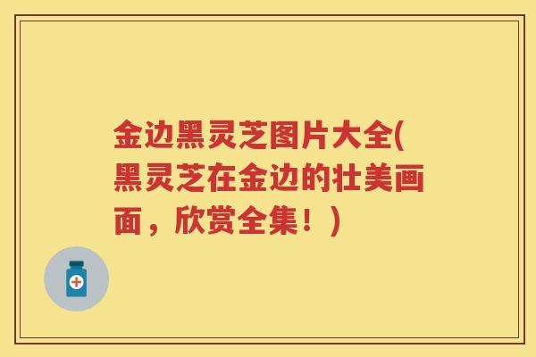 金边黑灵芝图片大全(黑灵芝在金边的壮美画面,欣赏全集!) 金边黑灵芝图片大全(黑灵芝在金边的壮美画面,欣赏全集!)