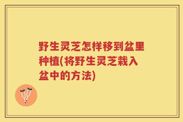 野生灵芝怎样移到盆里种植(将野生灵芝栽入盆中的方法)