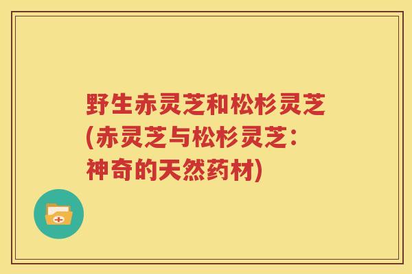 野生赤灵芝和松杉灵芝(赤灵芝与松杉灵芝：神奇的天然药材)