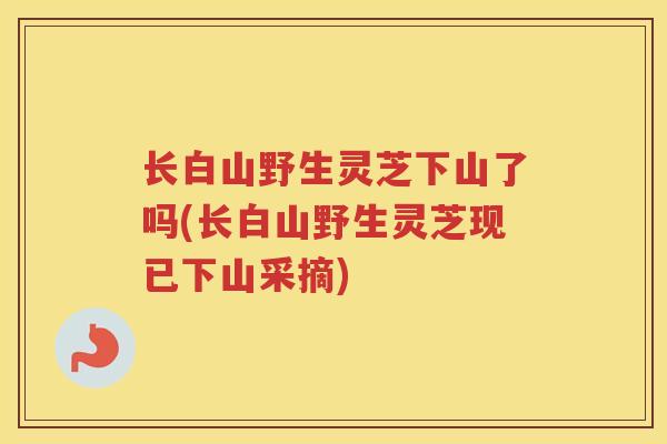 长白山野生灵芝下山了吗(长白山野生灵芝现已下山采摘) 长白山野生灵芝下山了吗(长白山野生灵芝现已下山采摘)