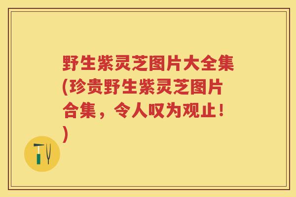 野生紫灵芝图片大全集(珍贵野生紫灵芝图片合集，令人叹为观止！)