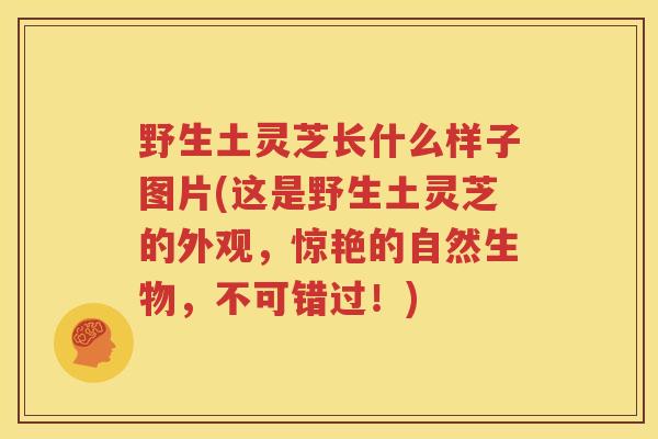 野生土灵芝长什么样子图片(这是野生土灵芝的外观，惊艳的自然生物，不可错过！)