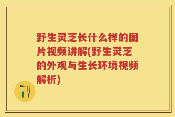 野生灵芝长什么样的图片视频讲解(野生灵芝的外观与生长环境视频解析)