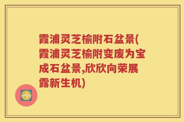 霞浦灵芝榆附石盆景(霞浦灵芝榆附变废为宝成石盆景,欣欣向荣展露新生机) 霞浦灵芝榆附石盆景(霞浦灵芝榆附变废为宝成石盆景,欣欣向荣展露新生机)