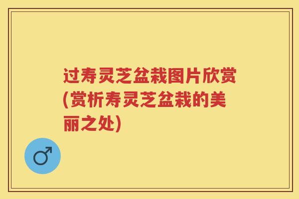 过寿灵芝盆栽图片欣赏(赏析寿灵芝盆栽的美丽之处)