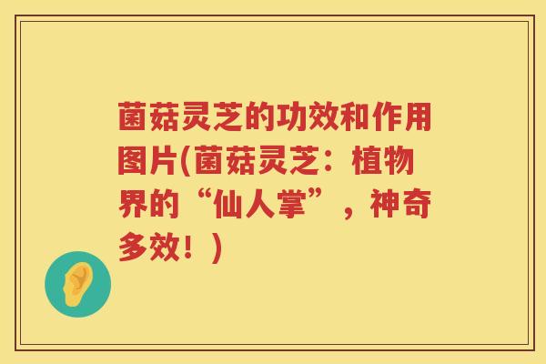 菌菇灵芝的功效和作用图片(菌菇灵芝：植物界的“仙人掌”，神奇多效！)