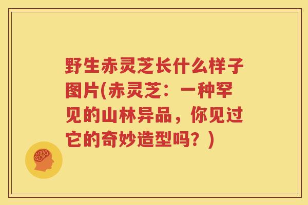 野生赤灵芝长什么样子图片(赤灵芝：一种罕见的山林异品，你见过它的奇妙造型吗？)