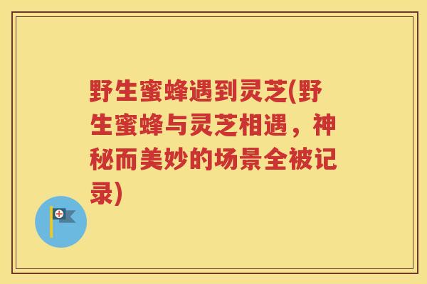 野生蜜蜂遇到灵芝(野生蜜蜂与灵芝相遇，神秘而美妙的场景全被记录)