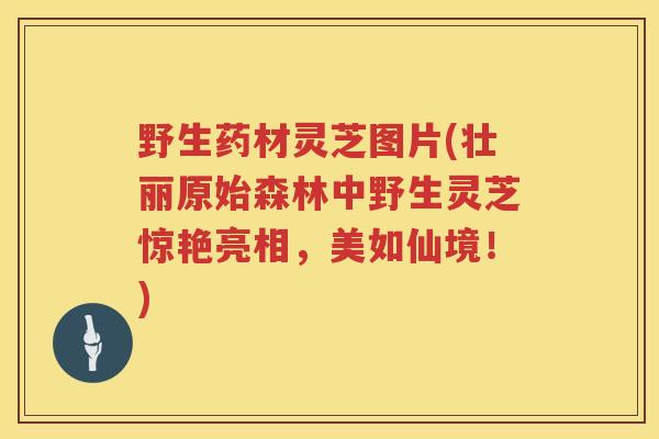 野生药材灵芝图片(壮丽原始森林中野生灵芝惊艳亮相，美如仙境！)