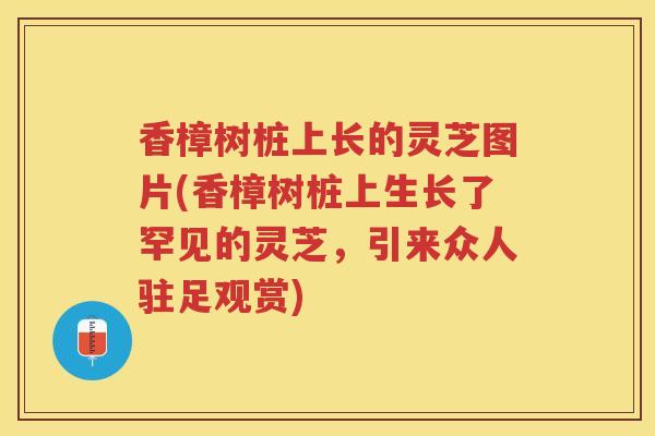 香樟树桩上长的灵芝图片(香樟树桩上生长了罕见的灵芝，引来众人驻足观赏)