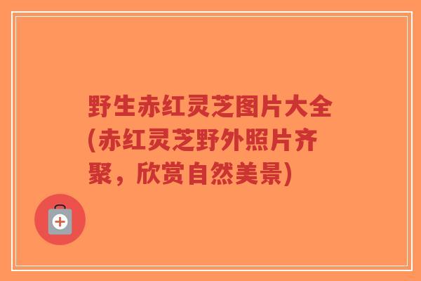 野生赤红灵芝图片大全(赤红灵芝野外照片齐聚，欣赏自然美景)