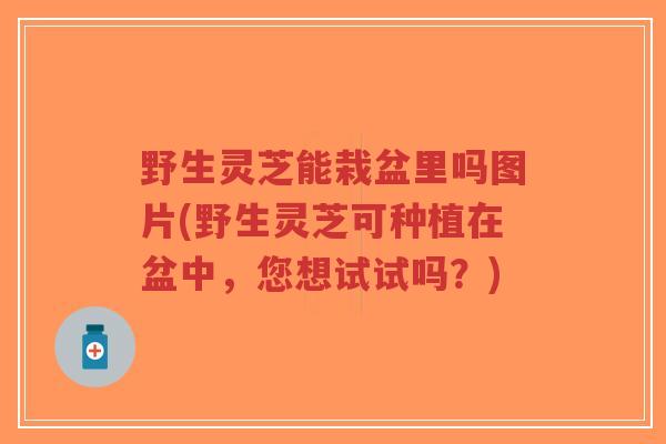 野生灵芝能栽盆里吗图片(野生灵芝可种植在盆中，您想试试吗？)