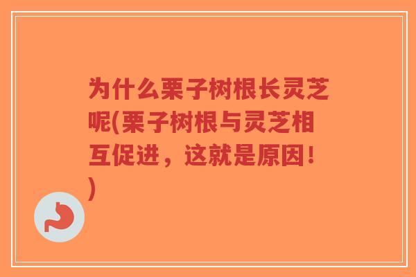 为什么栗子树根长灵芝呢(栗子树根与灵芝相互促进,这就是原因!)