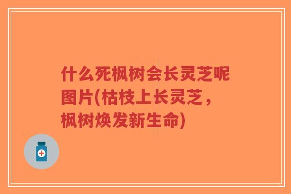 什么死枫树会长灵芝呢图片(枯枝上长灵芝,枫树焕发新生命) 什么死枫树会长灵芝呢图片(枯枝上长灵芝,枫树焕发新生命)