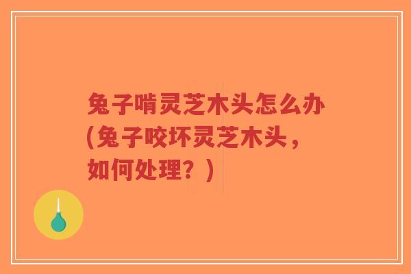 兔子啃灵芝木头怎么办(兔子咬坏灵芝木头，如何处理？)