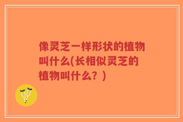 像灵芝一样形状的植物叫什么(长相似灵芝的植物叫什么？)