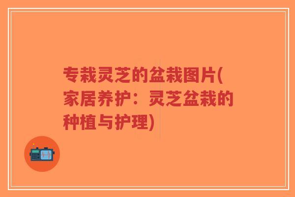 专栽灵芝的盆栽图片(家居养护:灵芝盆栽的种植与护理) 专栽灵芝的盆栽图片(家居养护:灵芝盆栽的种植与护理)