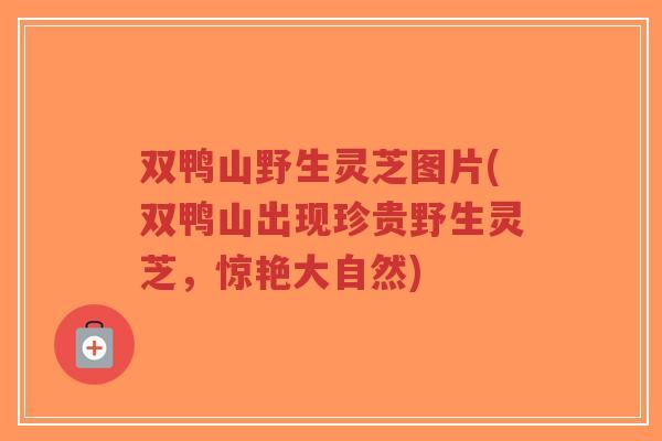 双鸭山野生灵芝图片(双鸭山出现珍贵野生灵芝,惊艳大自然) 双鸭山野生灵芝图片(双鸭山出现珍贵野生灵芝,惊艳大自然)