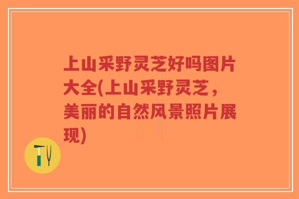 上山采野灵芝好吗图片大全(上山采野灵芝，美丽的自然风景照片展现)