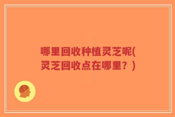 哪里回收种植灵芝呢(灵芝回收点在哪里？)