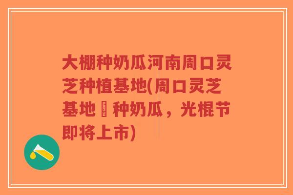 大棚种奶瓜河南周口灵芝种植基地(周口灵芝基地併种奶瓜，光棍节即将上市)